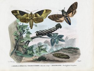 蝶、1863-79